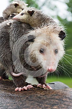 Virginia Opossum Didelphis virginiana Stares Directly Out From Wet Log Summer
