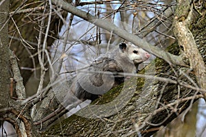 The Virginia Opossum Didelphis virginiana on the tree.