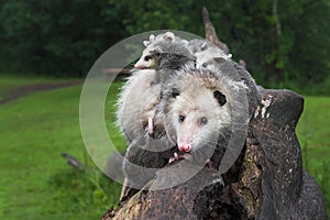 Virginia Opossum Didelphis virginiana Turns on Log Piled On with Joeys Summer