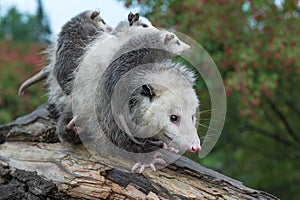 Virginia Opossum Didelphis virginiana Walks Down Log With Joeys on Her Back Summer