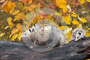 Virginia Opossum Didelphis virginiana Walks Left Across Top of Log Joey Behind Autumn