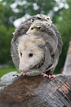 Virginia Opossum Didelphis virginiana Walks on Log in Drizzling Rain Summer