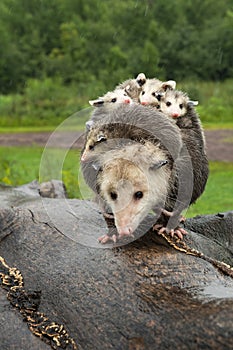 Virginia Opossum Didelphis virginiana Walks on Log Four Joeys Visible on Back Summer