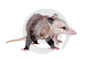 The Virginia opossum, Didelphis virginiana, on white