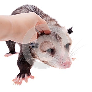 The Virginia opossum, Didelphis virginiana, on white