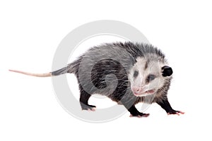 The Virginia opossum, Didelphis virginiana, on white