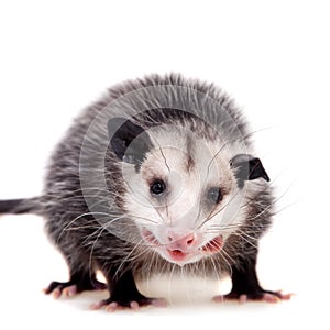 The Virginia opossum, Didelphis virginiana, on white