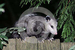 Virginia Opossum on a Fence