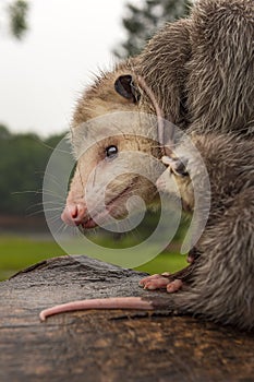 Virginia Opossum Joey Didelphimorphia Noses Up to Mother Summer