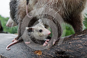 Virginia Opossum Joey Didelphis virginiana Clings to Mothers Back Leg Summer