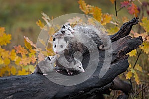Virginia Opossum Joey Didelphis virginiana Looks Up at Mother Loaded With Siblings Autumn