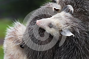 Virginia Opossum Joey Didelphis virginiana Rests Head on Wet Back of Sibling Summer