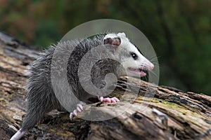 Virginia Opossum Joey Didelphis virginiana Stands Alone on Log Summer