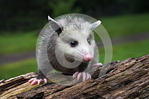 Virginia Opossum Joey Didelphis virginiana Turns Slightly Right Atop Log Summer