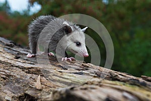 Virginia Opossum Joey Didelphis virginiana Walks Alone Down Log Summer