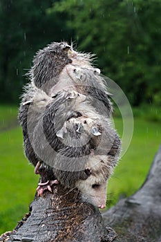 Virginia Opossum Joeys Didelphis virginiana Cling to Mothers Back in Rain Summer