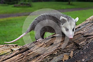 Virginia Opossum Joeys Didelphis virginiana Stands Atop Log Summer