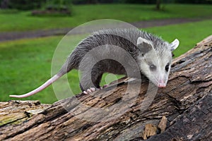 Virginia Opossum Joeys Didelphis virginiana Stands Atop Log Summer photo