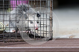 Virginia Opossum juvenile in humane raccoon cage trap