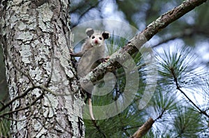 Virginia Opossum juvenile in tree