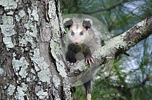 Virginia Opossum juvenile in tree