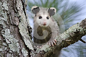 Virginia Opossum juvenile in tree