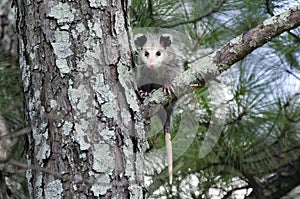 Virginia Opossum juvenile in tree