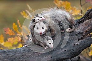 Virginia Opossum Mother Didelphis virginiana Stares Out Piled Up With Joeys in Log Autumn