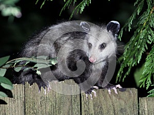 Virginia Opossum at Night