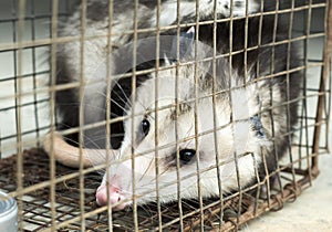 Virginia Opossum nuisance wildlife trapped in humane box trap