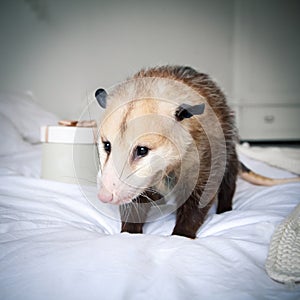 The Virginia opossum sitting on the bed