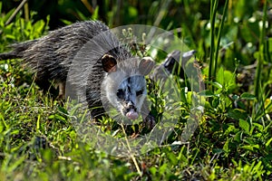 Virginia opossum, viera wetlands