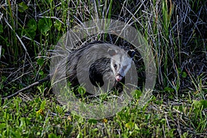 Virginia opossum, viera wetlands