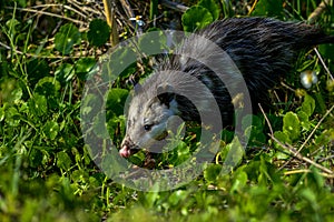 Virginia opossum, viera wetlands photo