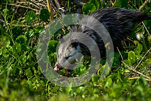 Virginia opossum, viera wetlands