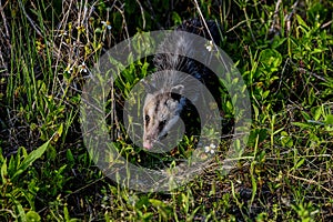 Virginia opossum, viera wetlands photo