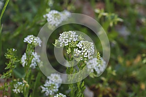 Virginia pepperweed white flowers