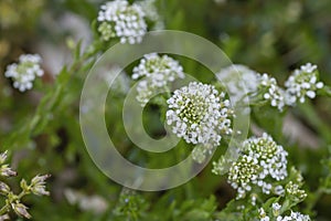 Virginia pepperweed white flowers