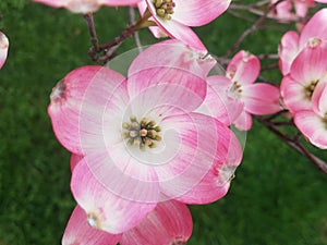 Virginia pink dogwood tree blossoms in full bloom in spring season