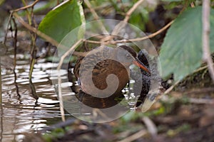 Virginia rail feeding in bush