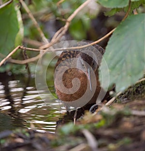 Virginia rail feeding in marsh