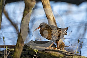 Virginia rail Rallus limicola