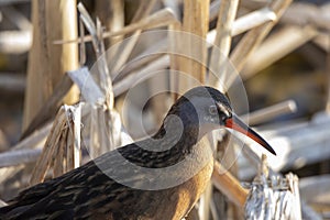 Virginia rail Rallus limicola in marsh. photo