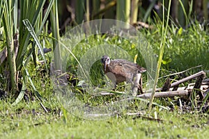 The Virginia rail Rallus limicola. Natural scene from a marsh in Wisconsin.