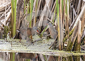 The Virginia rail Rallus limicola , photo