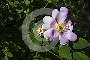 Virginia Rose Wildflower a Flower with Pink Petals Blossom Nature Garden Green Leafs