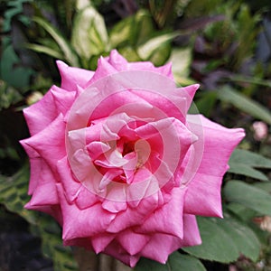 Virginia\'s Rose with pinky petals