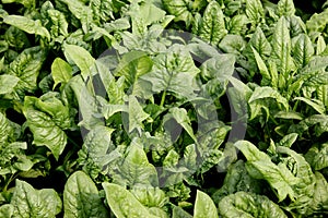 Virginia savoy spinach