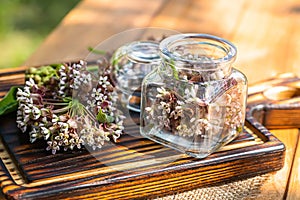 Virginia silkweed Collected flowers in transparent bottle with a cortical cork. And fresh inflorescences butterfly flower,