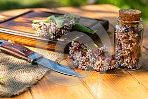 Virginia silkweed Collected flowers in transparent bottle with a cortical cork. And fresh inflorescences butterfly photo